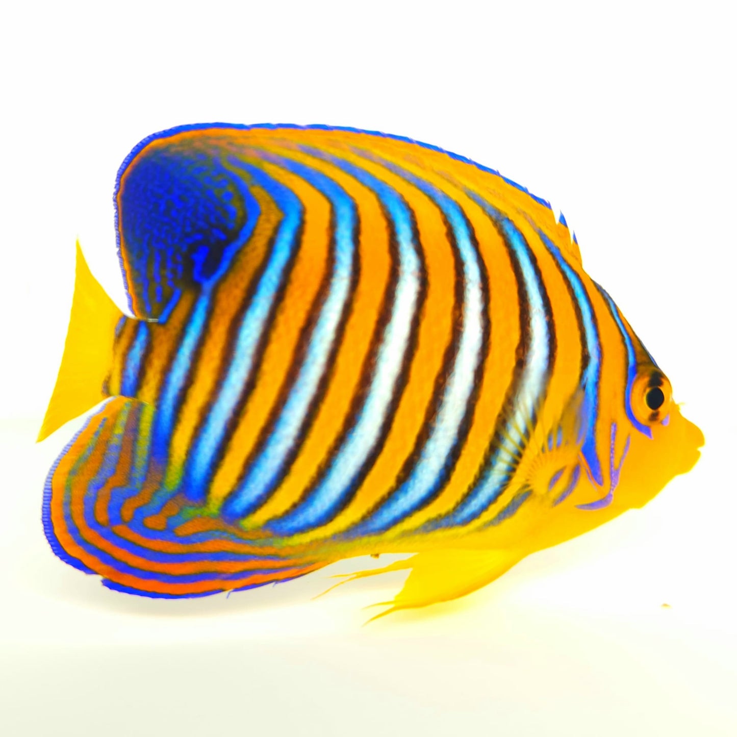Indian Ocean Yellow Belly Regal Angelfish WYSIWYG