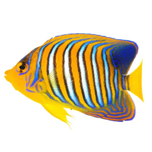 Indian Ocean Yellow Belly Regal Angelfish WYSIWYG