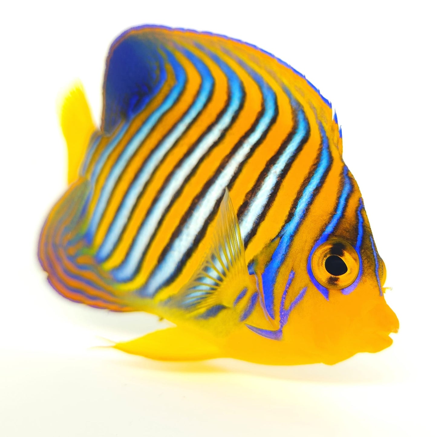 Indian Ocean Yellow Belly Regal Angelfish WYSIWYG