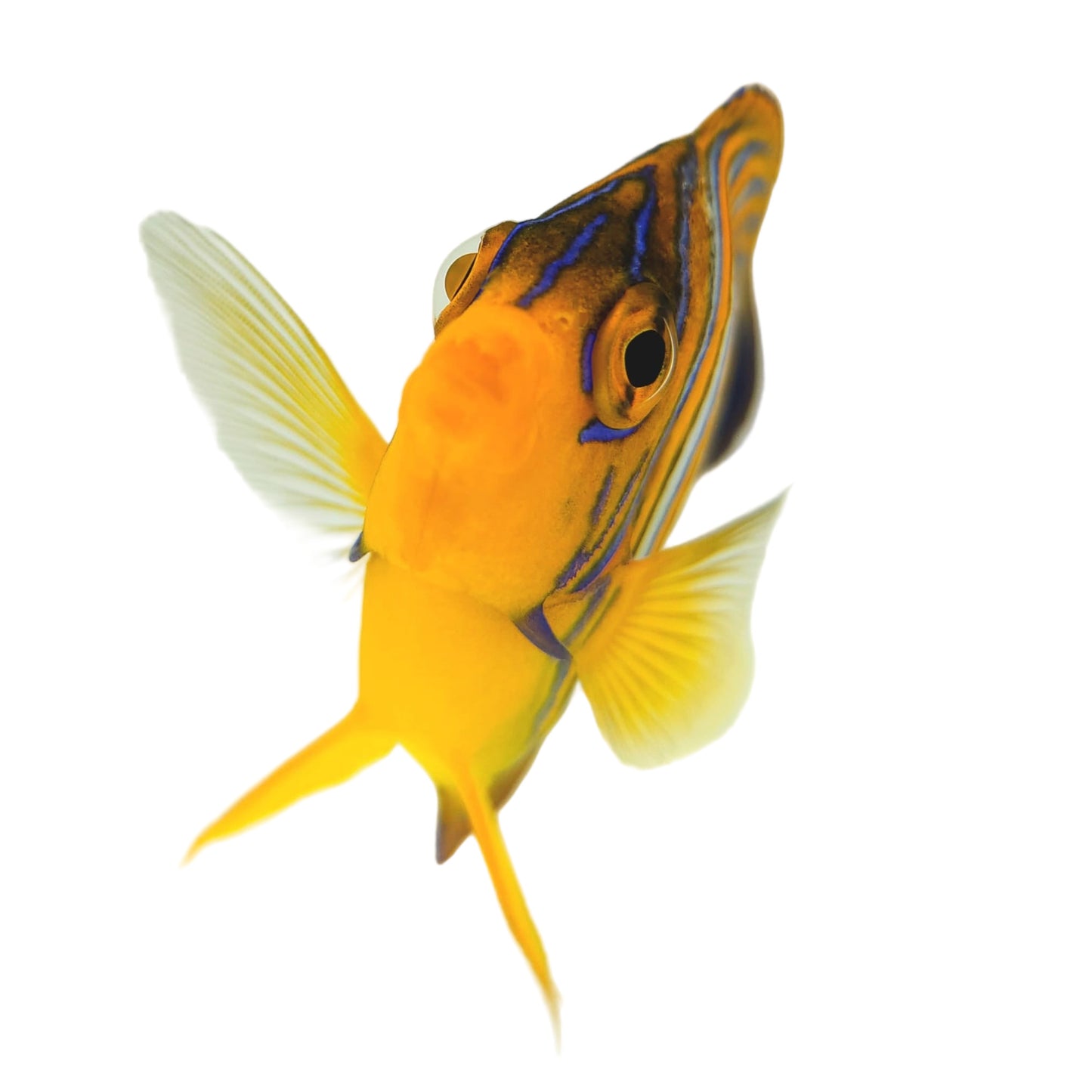 Indian Ocean Yellow Belly Regal Angelfish WYSIWYG