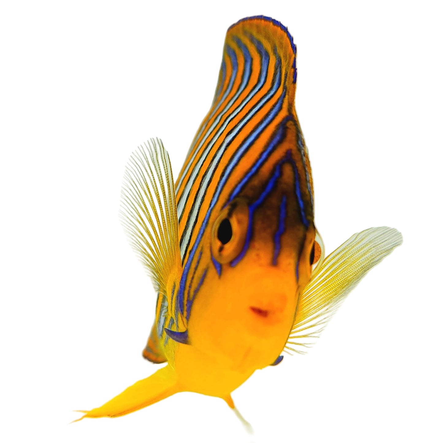 Indian Ocean Yellow Belly Regal Angelfish WYSIWYG
