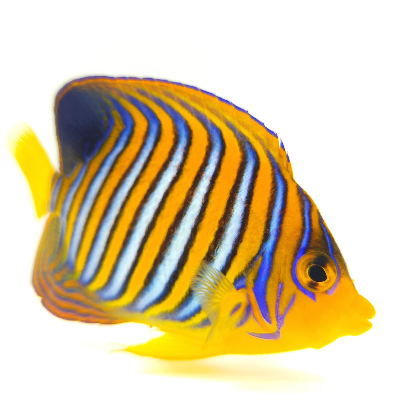 Indian Ocean Yellow Belly Regal Angelfish WYSIWYG