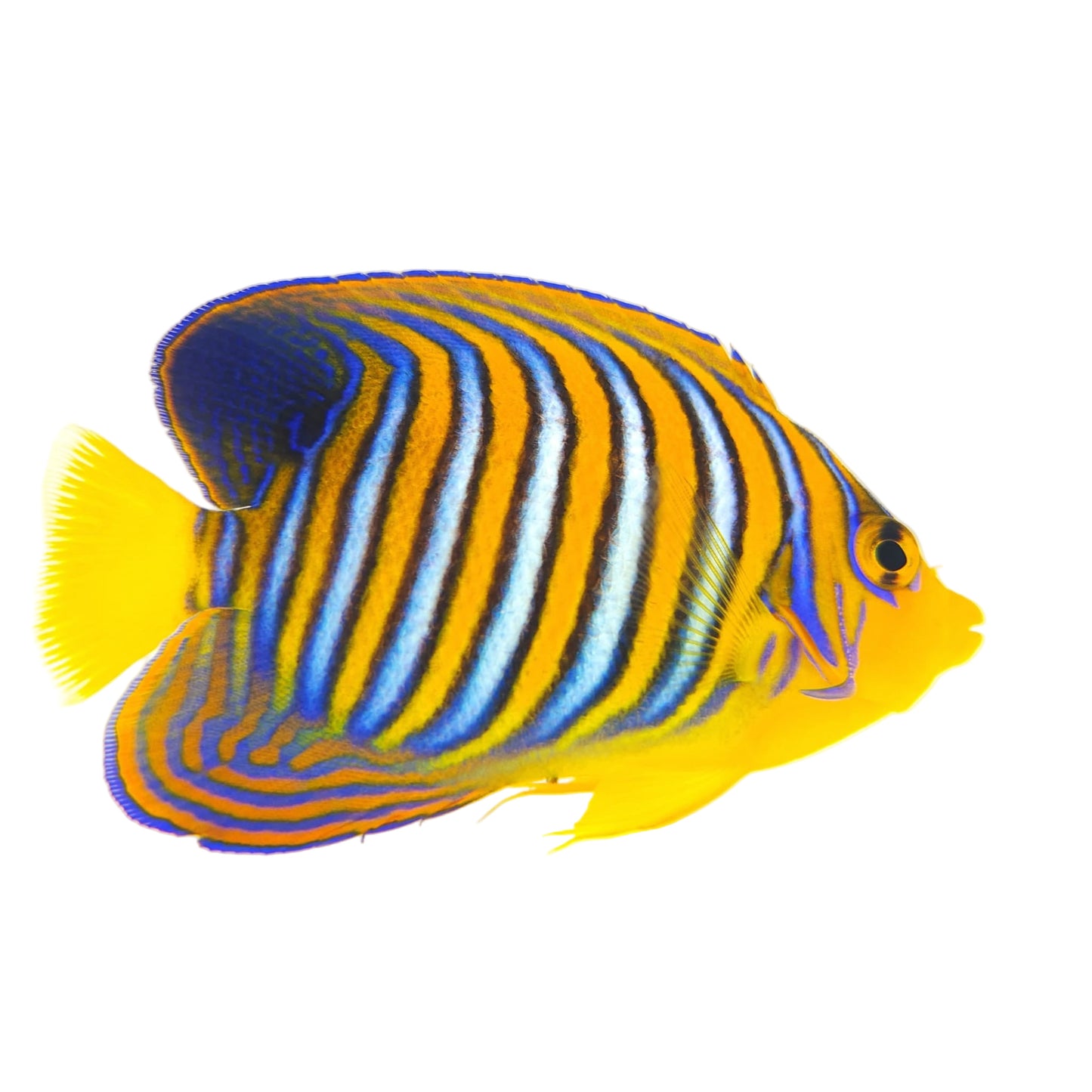Indian Ocean Yellow Belly Regal Angelfish WYSIWYG