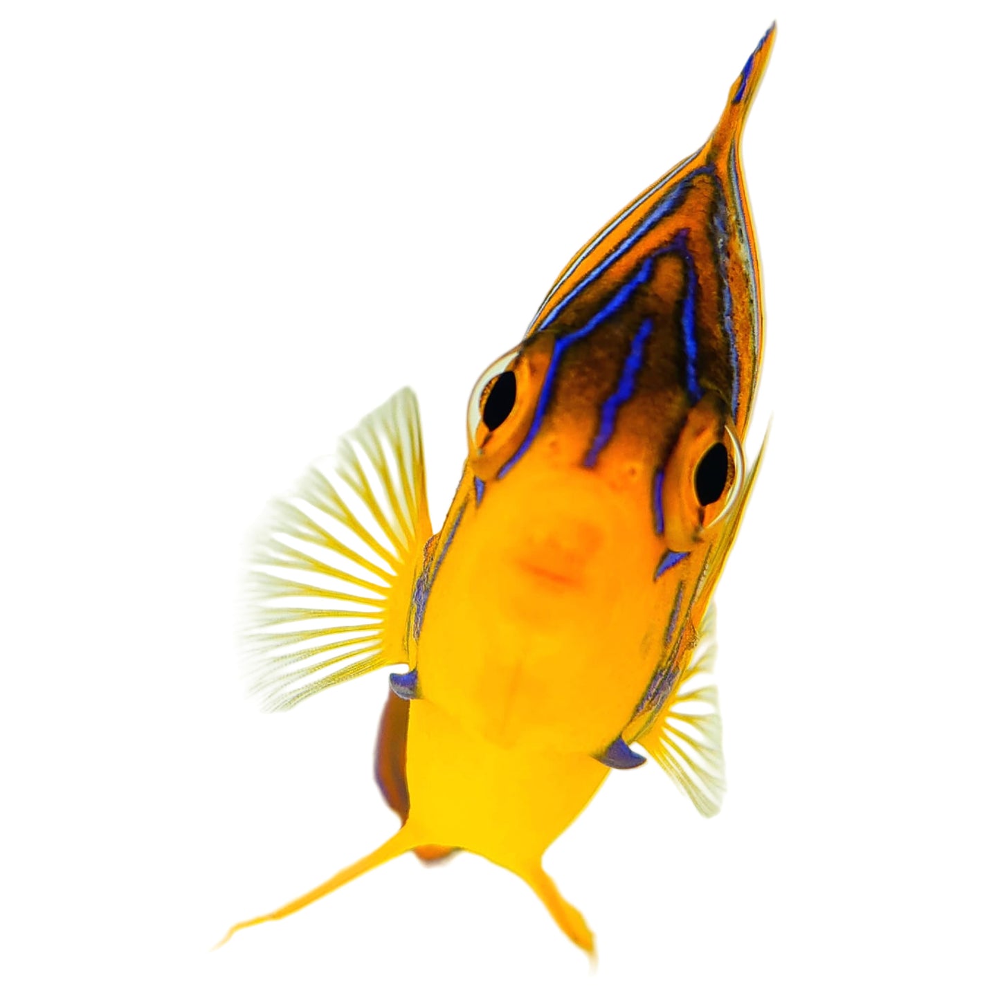 Indian Ocean Yellow Belly Regal Angelfish WYSIWYG
