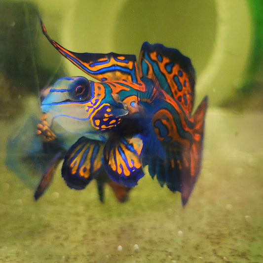 Captive Bred Mandarin Fish Pair