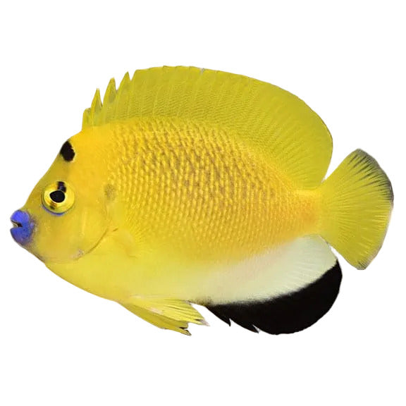 Flagfin Angelfish