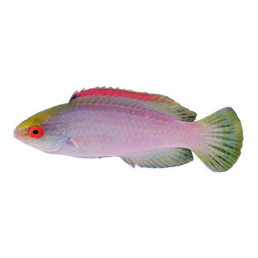Pink Margin Fairy Wrasse Female