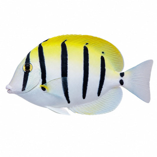 Convict Tang