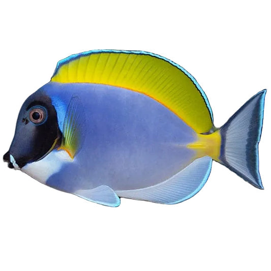Powder Blue Tang