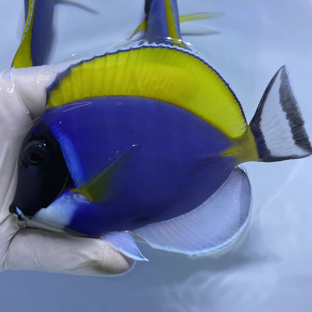 Powder Blue Tang