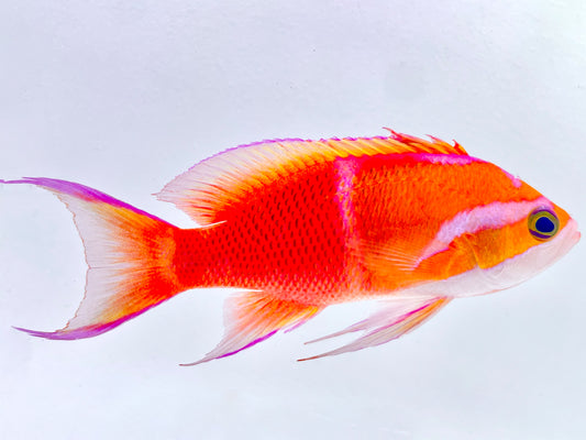 Indonesian White Bar Anthias