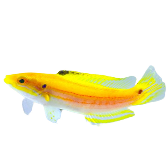 Yellow Candy Hogfish