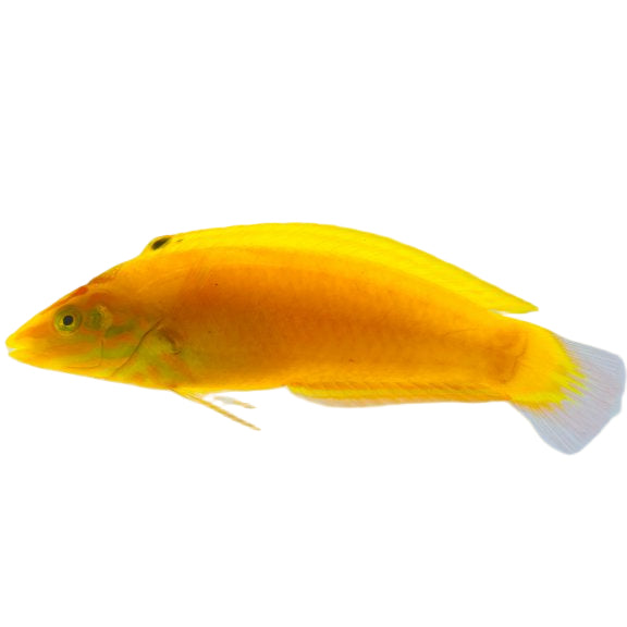 Yellow Coris Wrasse