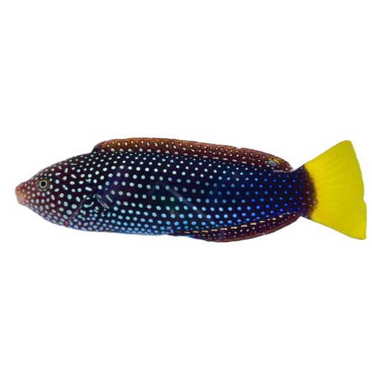 Yellowtail Wrasse