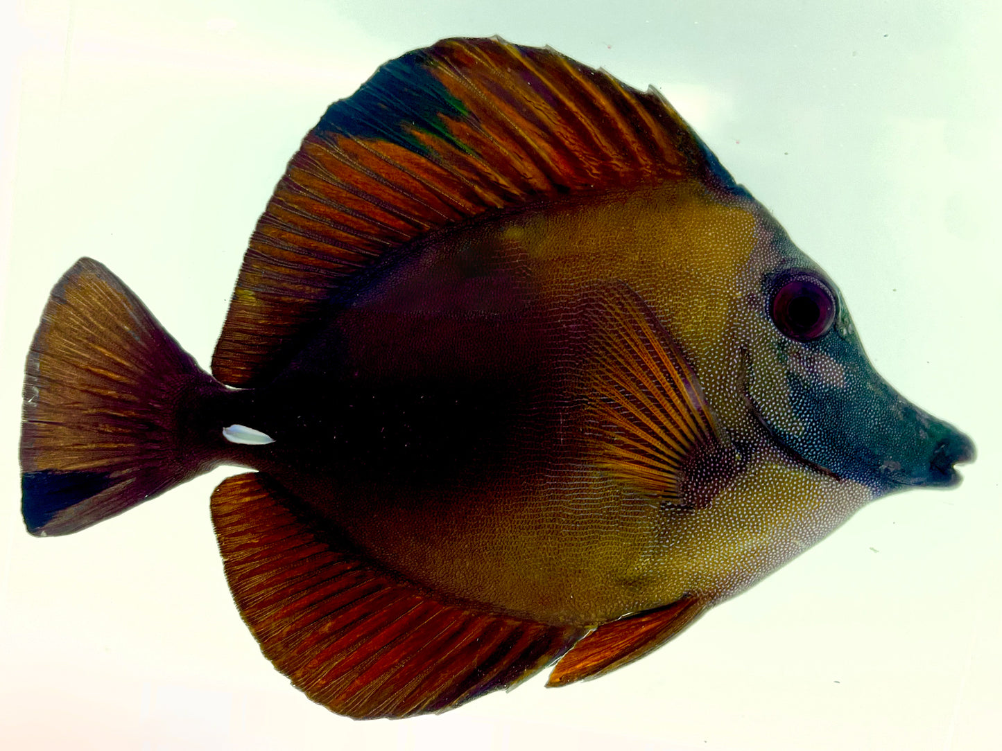 Blue Face Koi Scopas Tang WYSIWYG