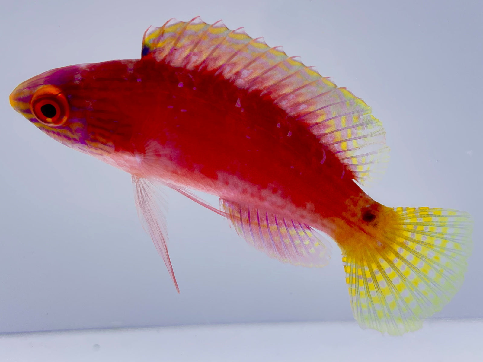 Blue Margin Fairy Wrasse Female – Reef Pro