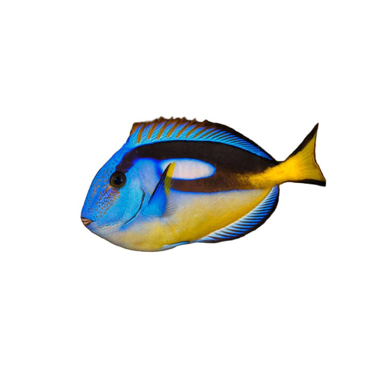 Blue Tang  Yellow belly