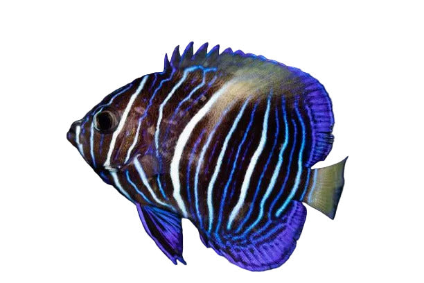 Captive Bred Maculosus Angelfish