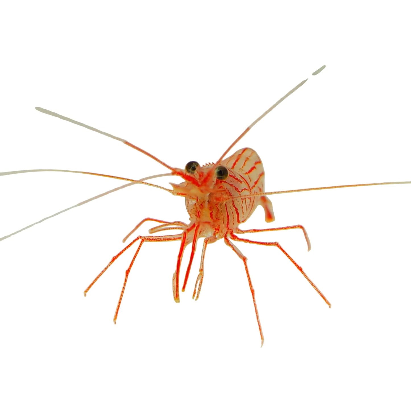 Peppermint Shrimp