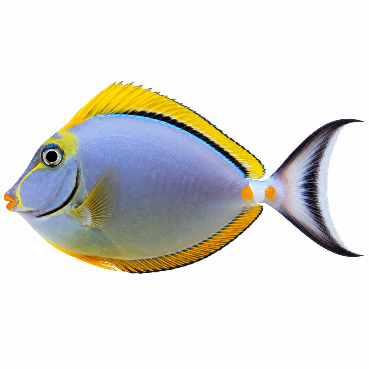 Blonde Naso Tang