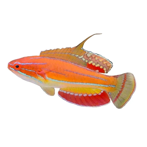 McCosker's Flasher Wrasse Male