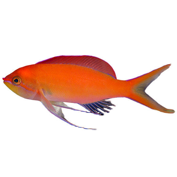 Dispar Anthias Female