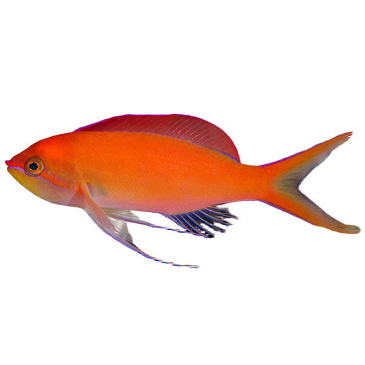 Dispar Anthias Female