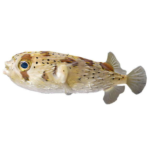Long Spine Porcupinefish