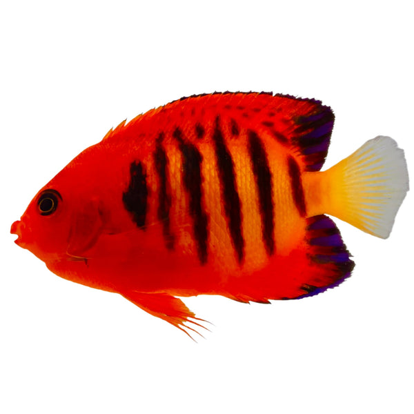 lklkllkl_grande.jpg?v=1744122772