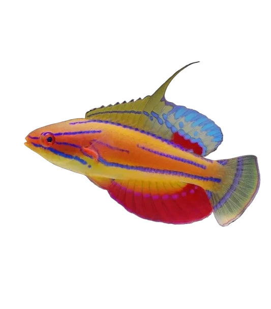 McCosker's Flasher Wrasse Male