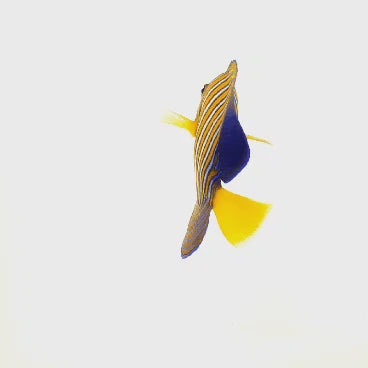 Misbar Indian Ocean Yellow Belly Regal Angelfish WYSIWYG