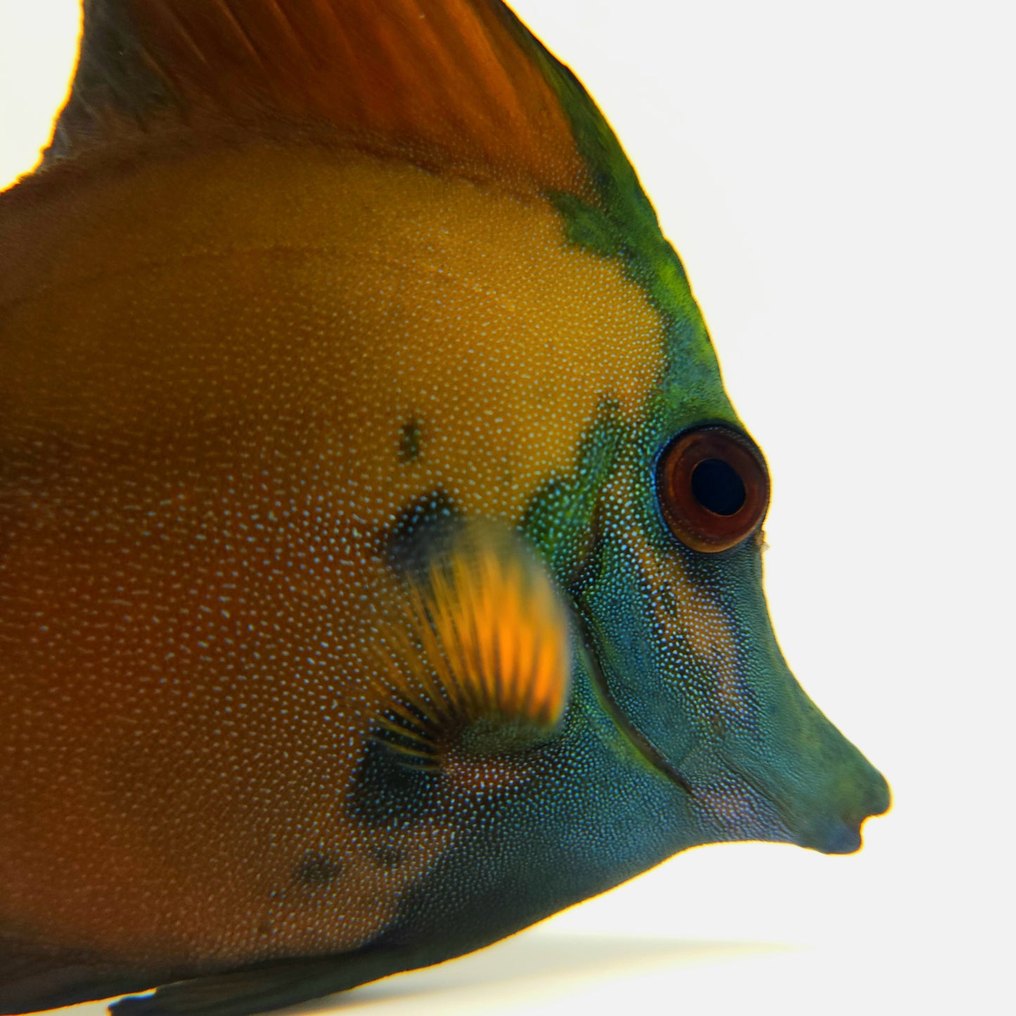 Blue Face Koi Scopas Tang WYSIWYG