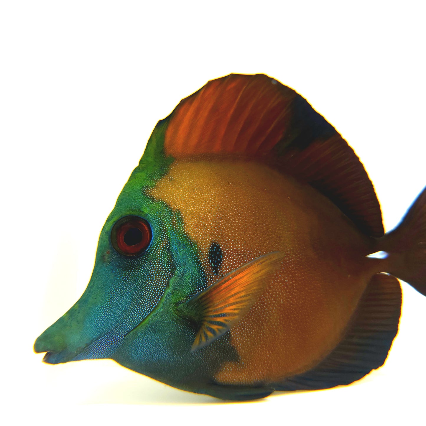 Blue Face Koi Scopas Tang WYSIWYG