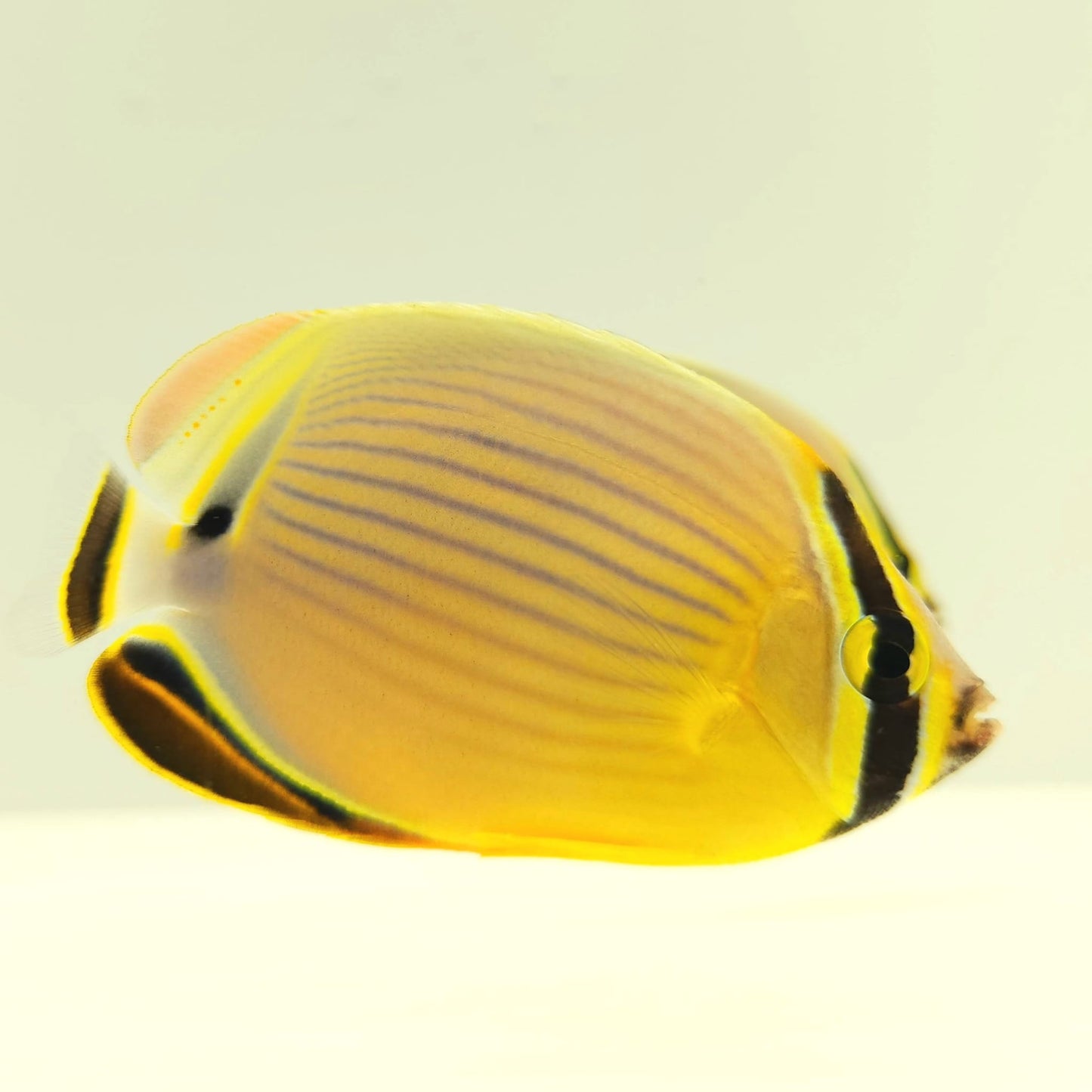 Christmas Islands Pinstriped Butterflyfish Bonded Pair WYSIWYG