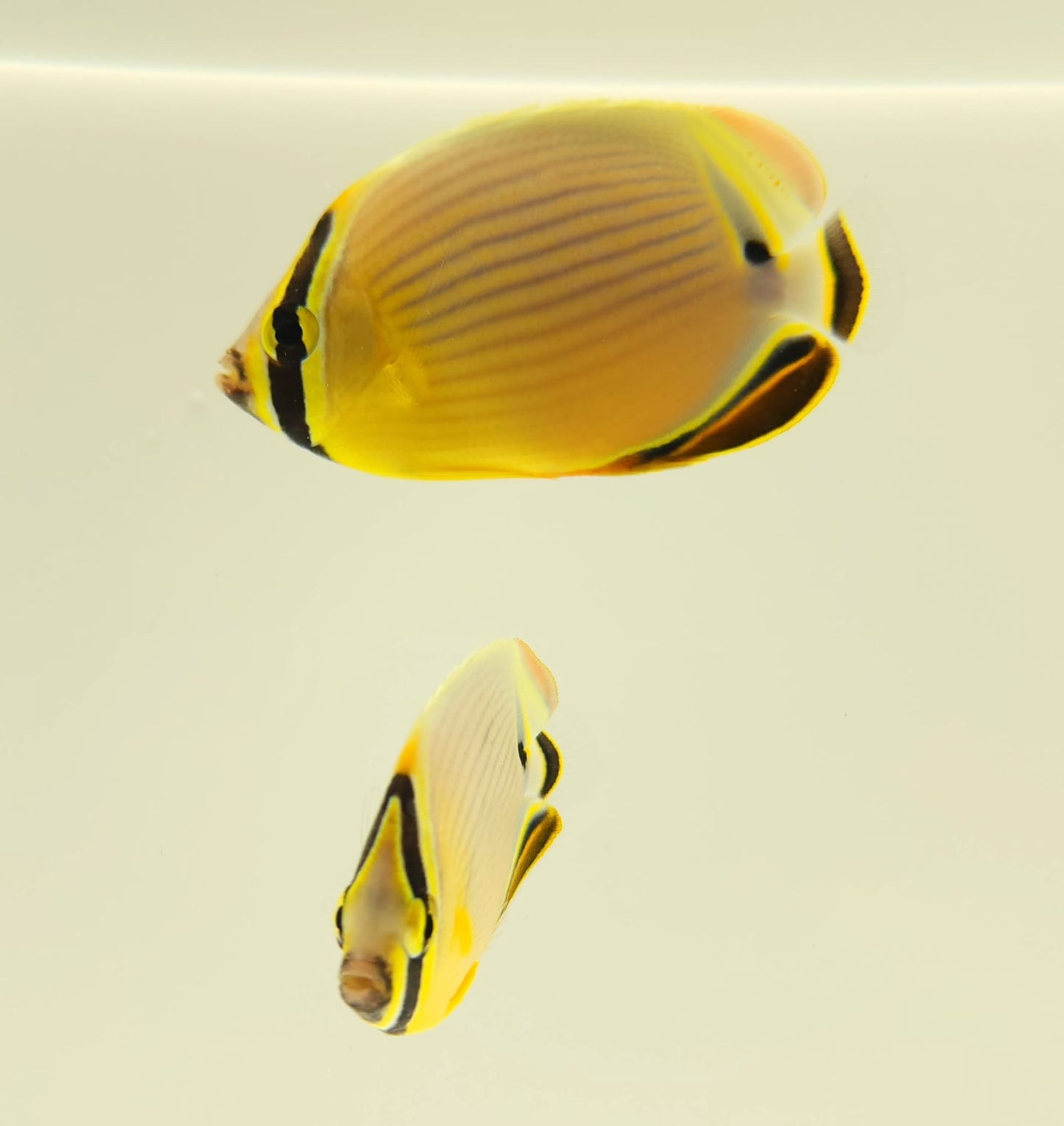 Christmas Islands Pinstriped Butterflyfish Bonded Pair WYSIWYG