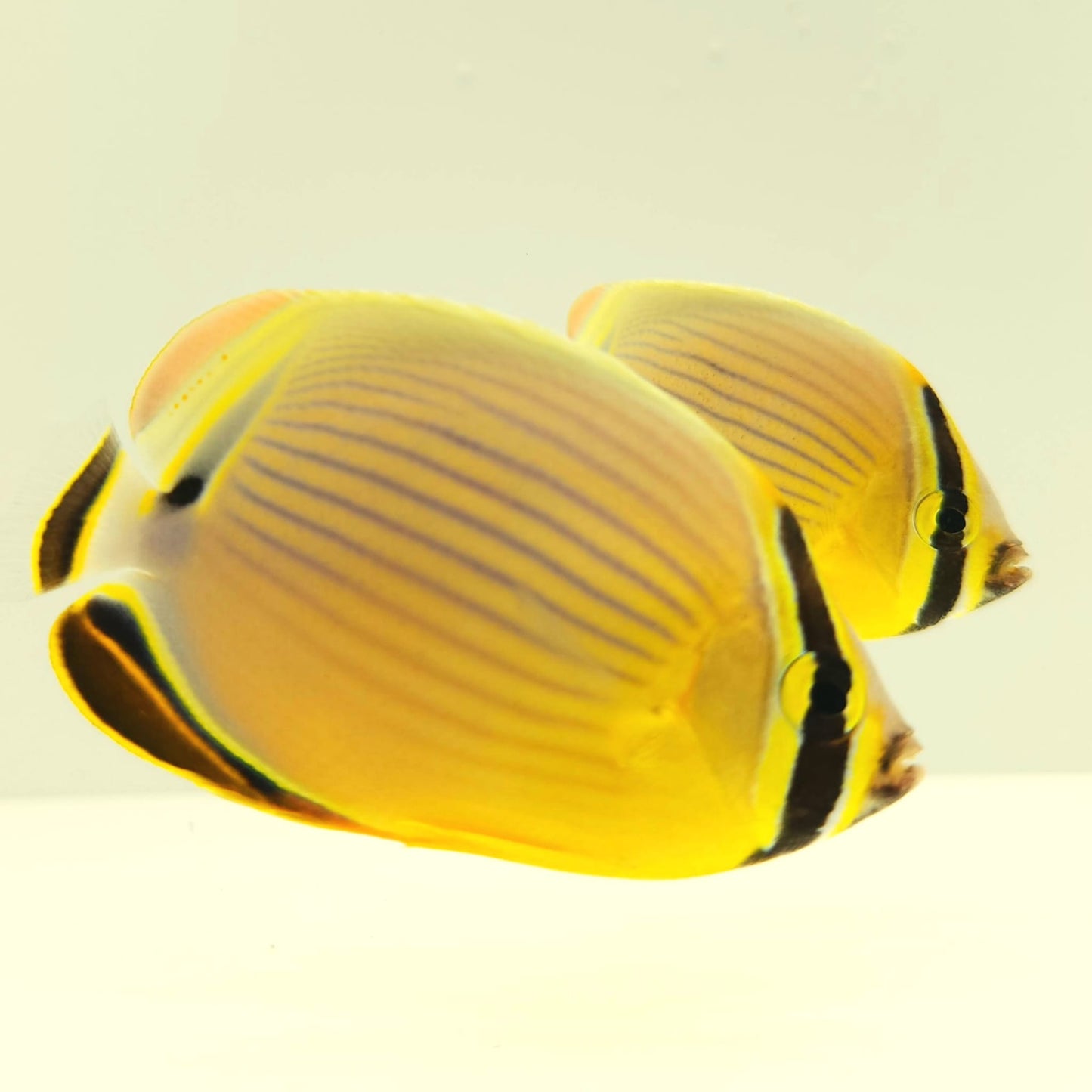 Christmas Islands Pinstriped Butterflyfish Bonded Pair WYSIWYG