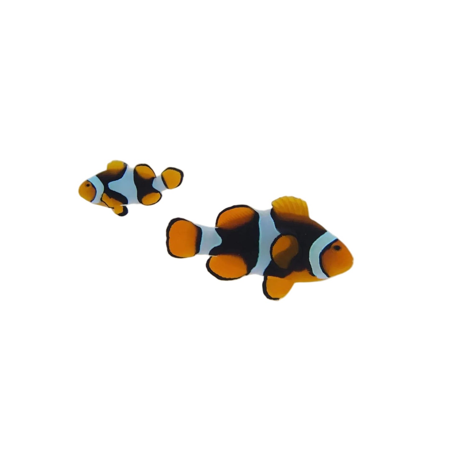 WYSIWYG Wild True Percula Clown - Full Black Bonded pair