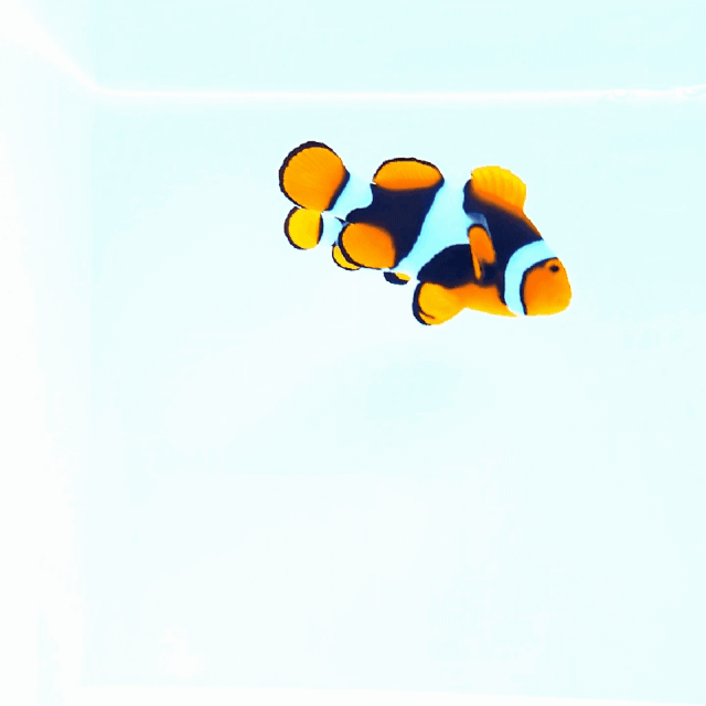 WYSIWYG Wild True Percula Clown - Full Black Bonded pair