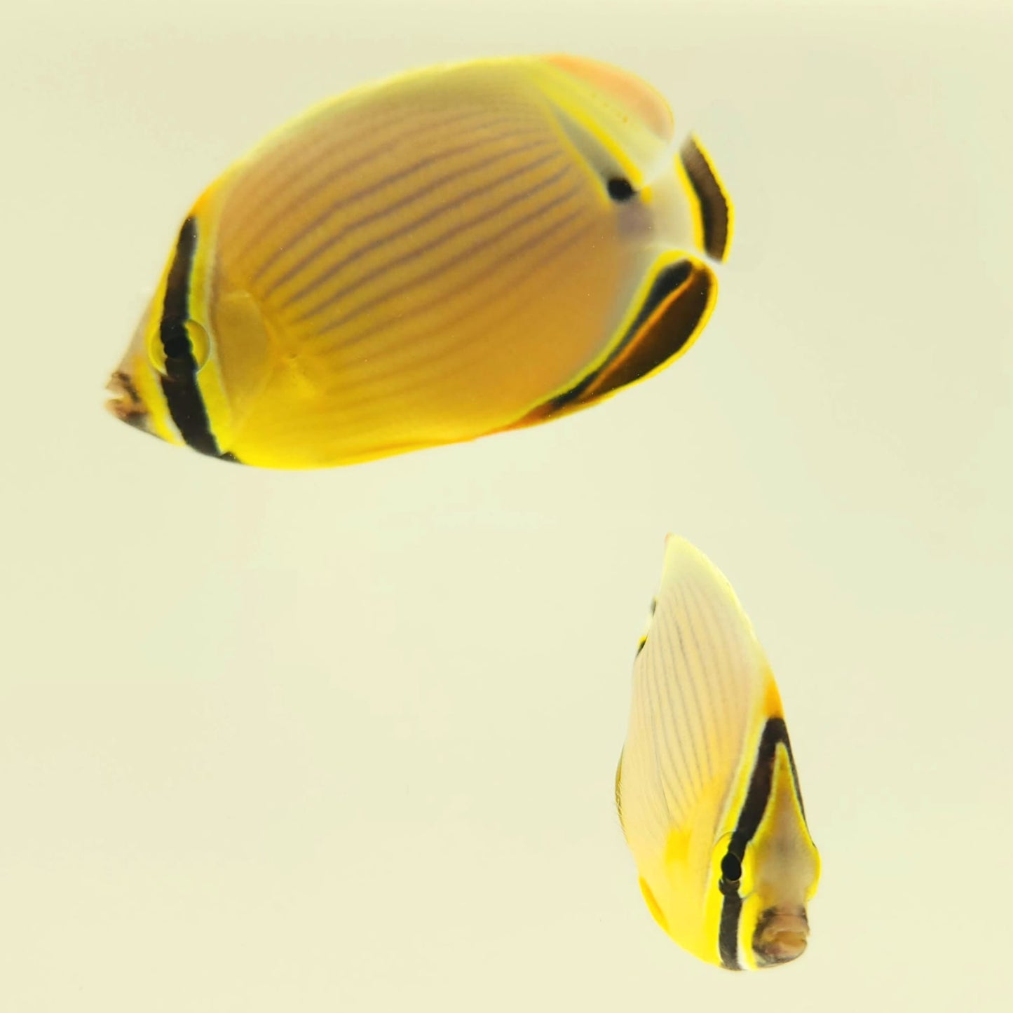 Christmas Islands Pinstriped Butterflyfish Bonded Pair WYSIWYG