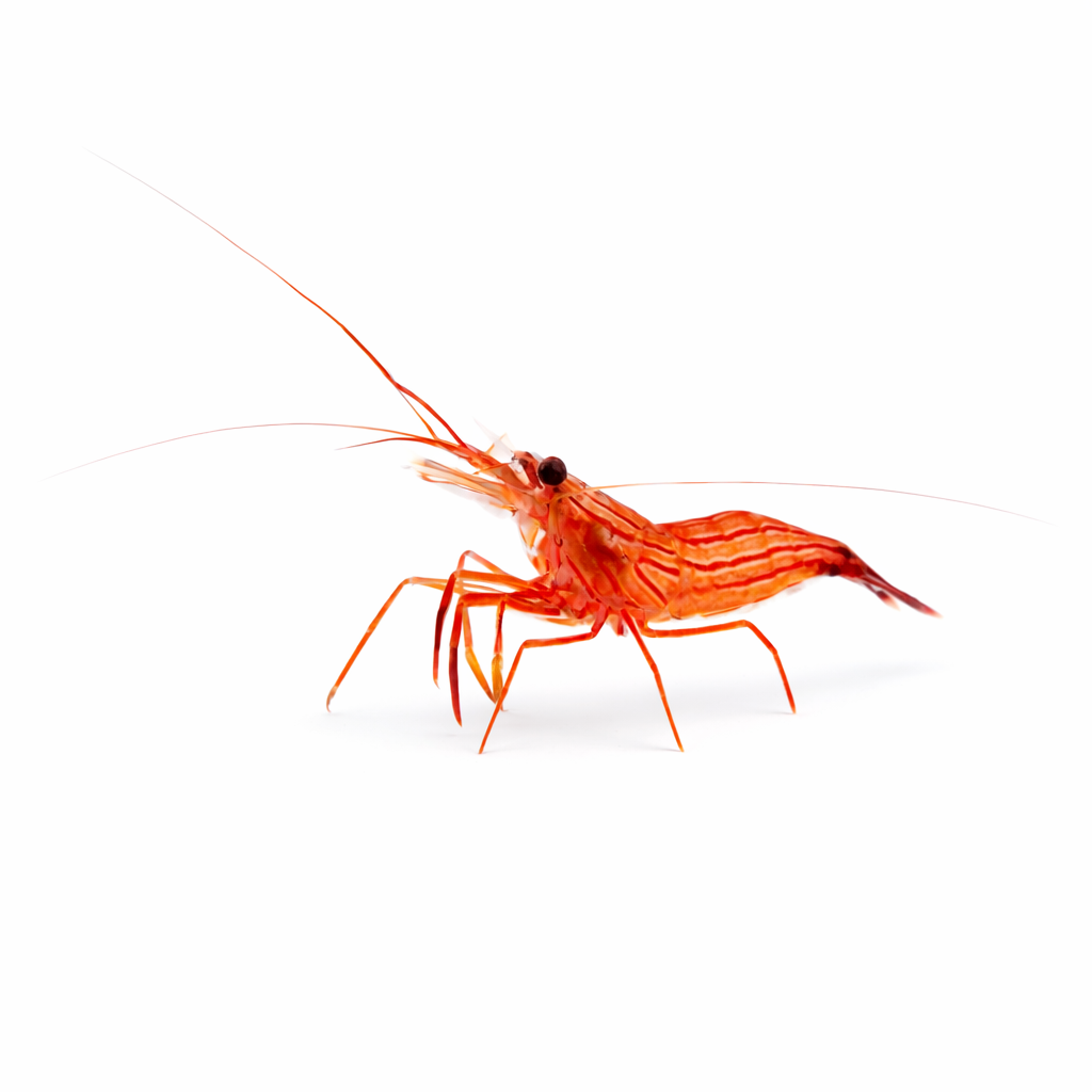 Peppermint Shrimp