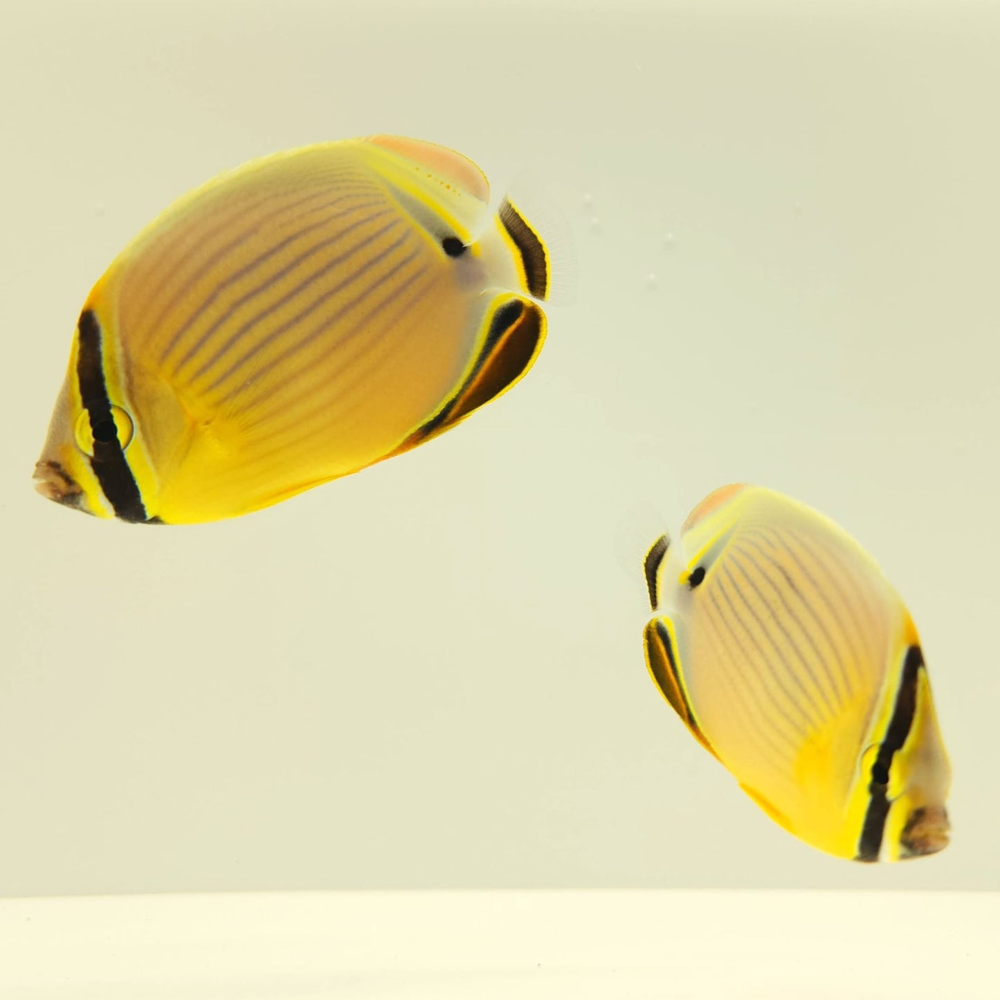 Christmas Islands Pinstriped Butterflyfish Bonded Pair WYSIWYG