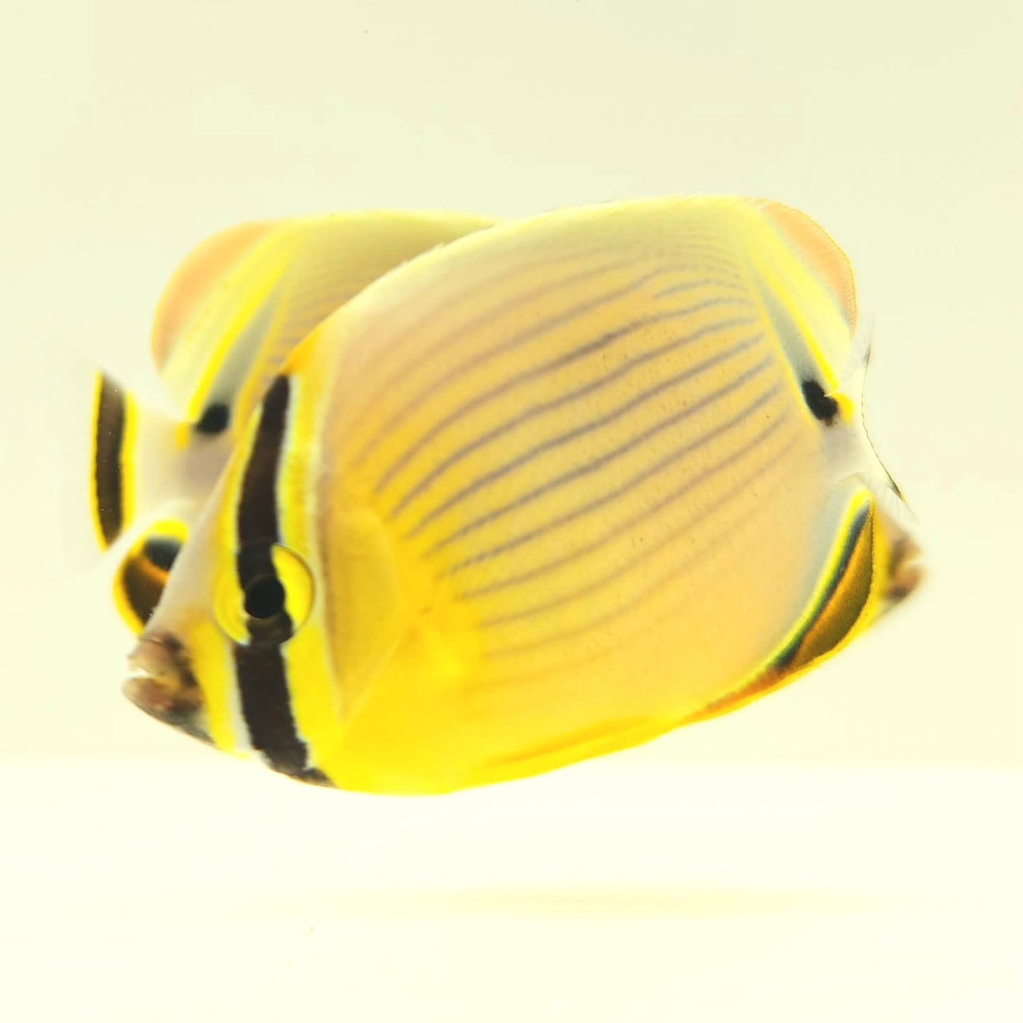 Christmas Islands Pinstriped Butterflyfish Bonded Pair WYSIWYG