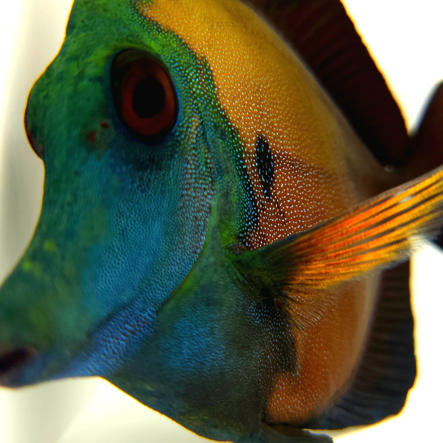 Blue Face Koi Scopas Tang WYSIWYG