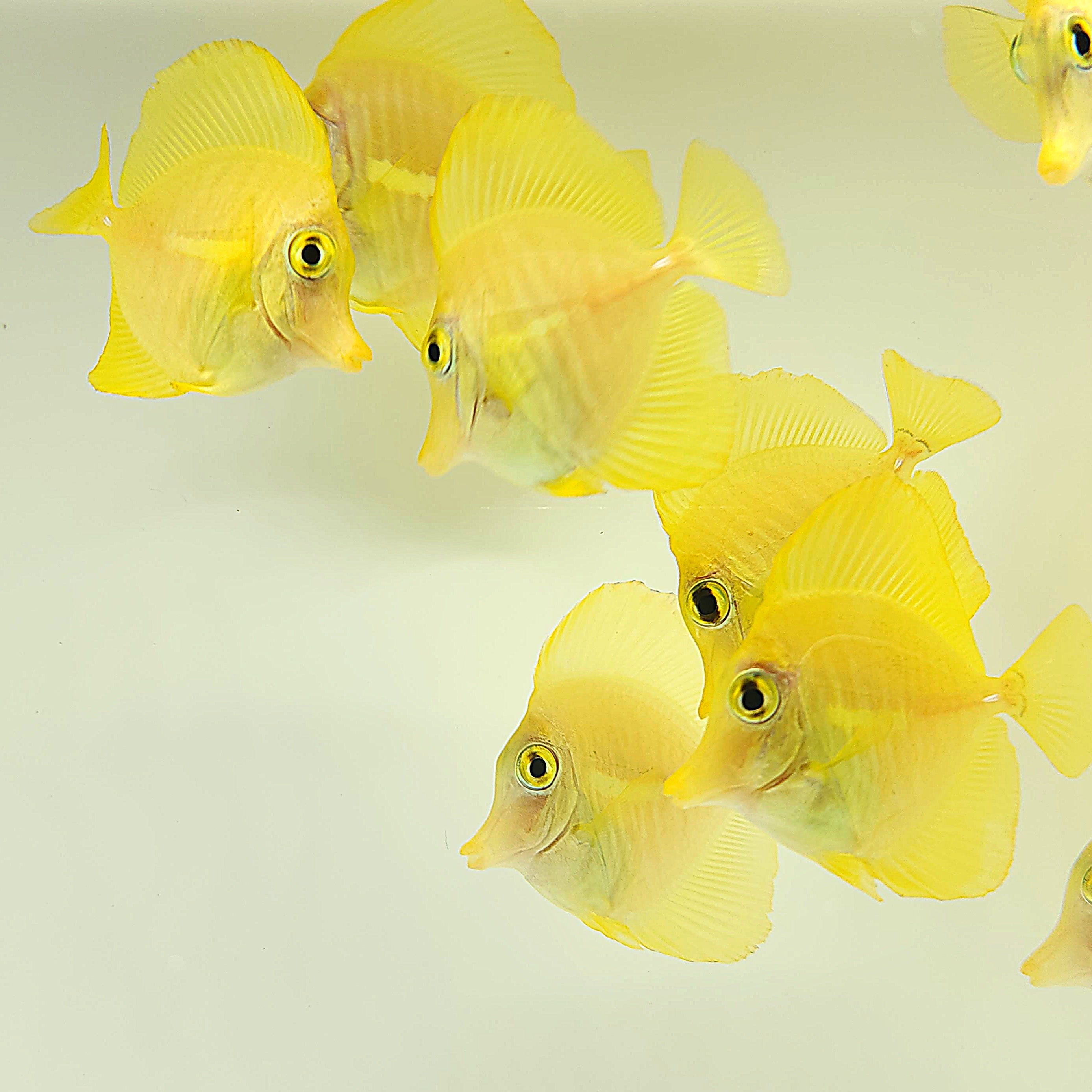 Hawaiian Yellow Tang – Reef Pro