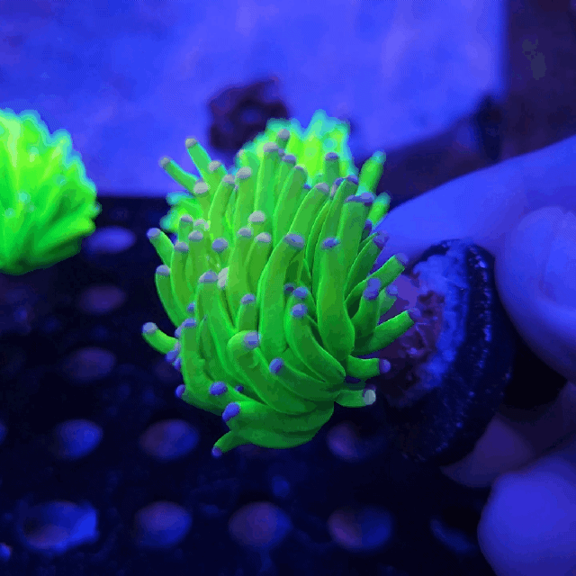 Cotton Candy Holy Grail Torch