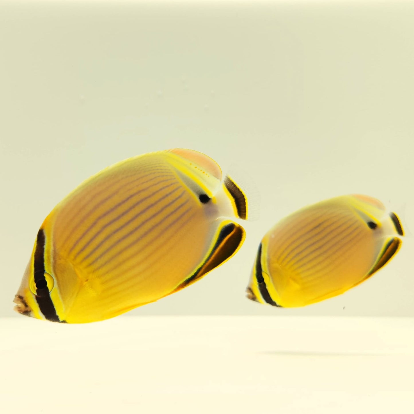 Christmas Islands Pinstriped Butterflyfish Bonded Pair WYSIWYG