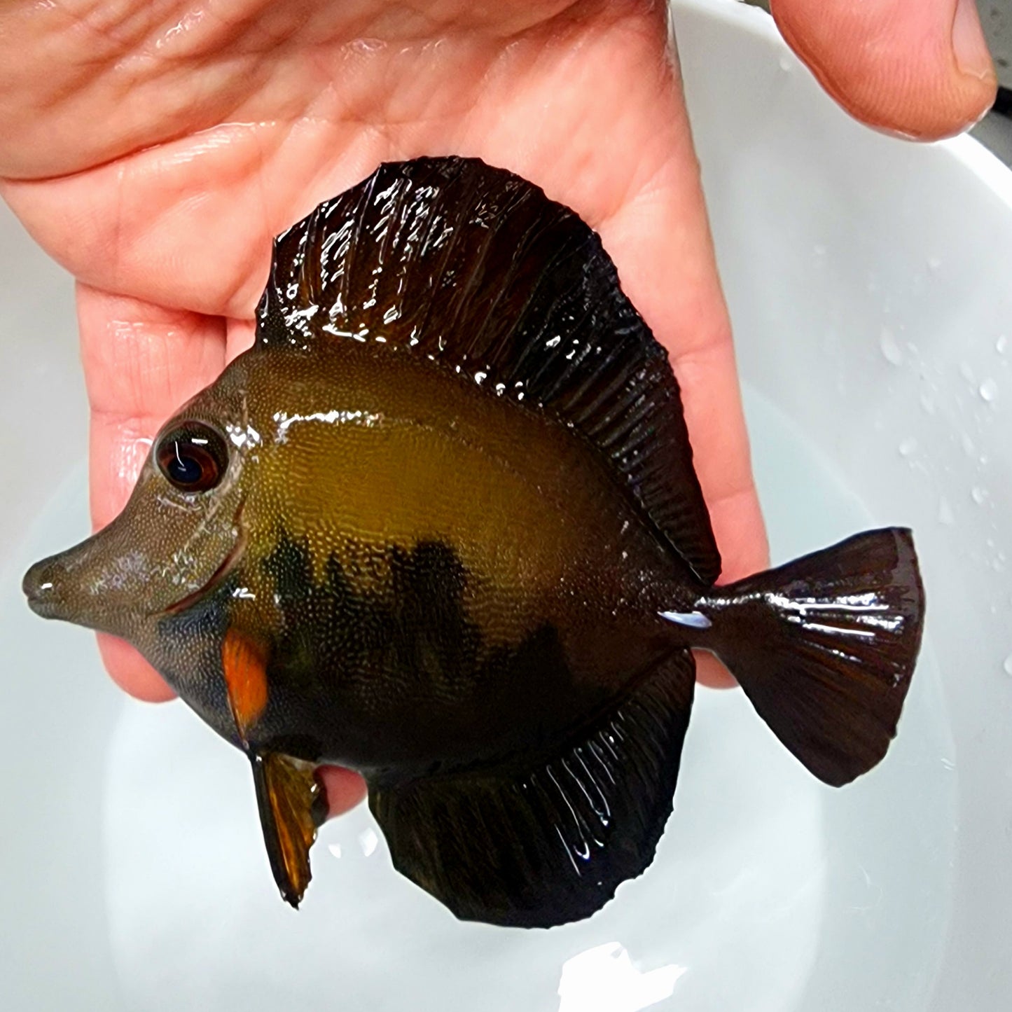 Blue Face Koi Scopas Tang WYSIWYG