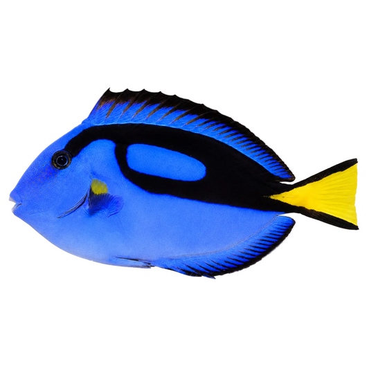 Blue Hippo Tang