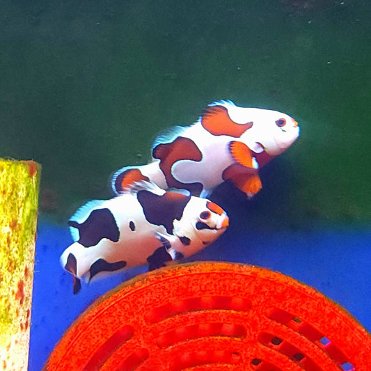 WYSIWYG Mocha Storm Clownfish, Captive-Bred Bonded pair
