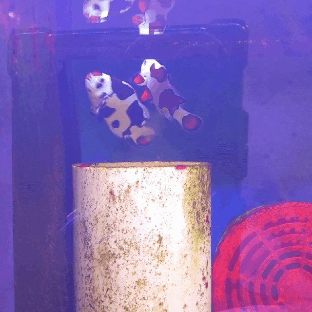 WYSIWYG Mocha Storm Clownfish, Captive-Bred Bonded pair